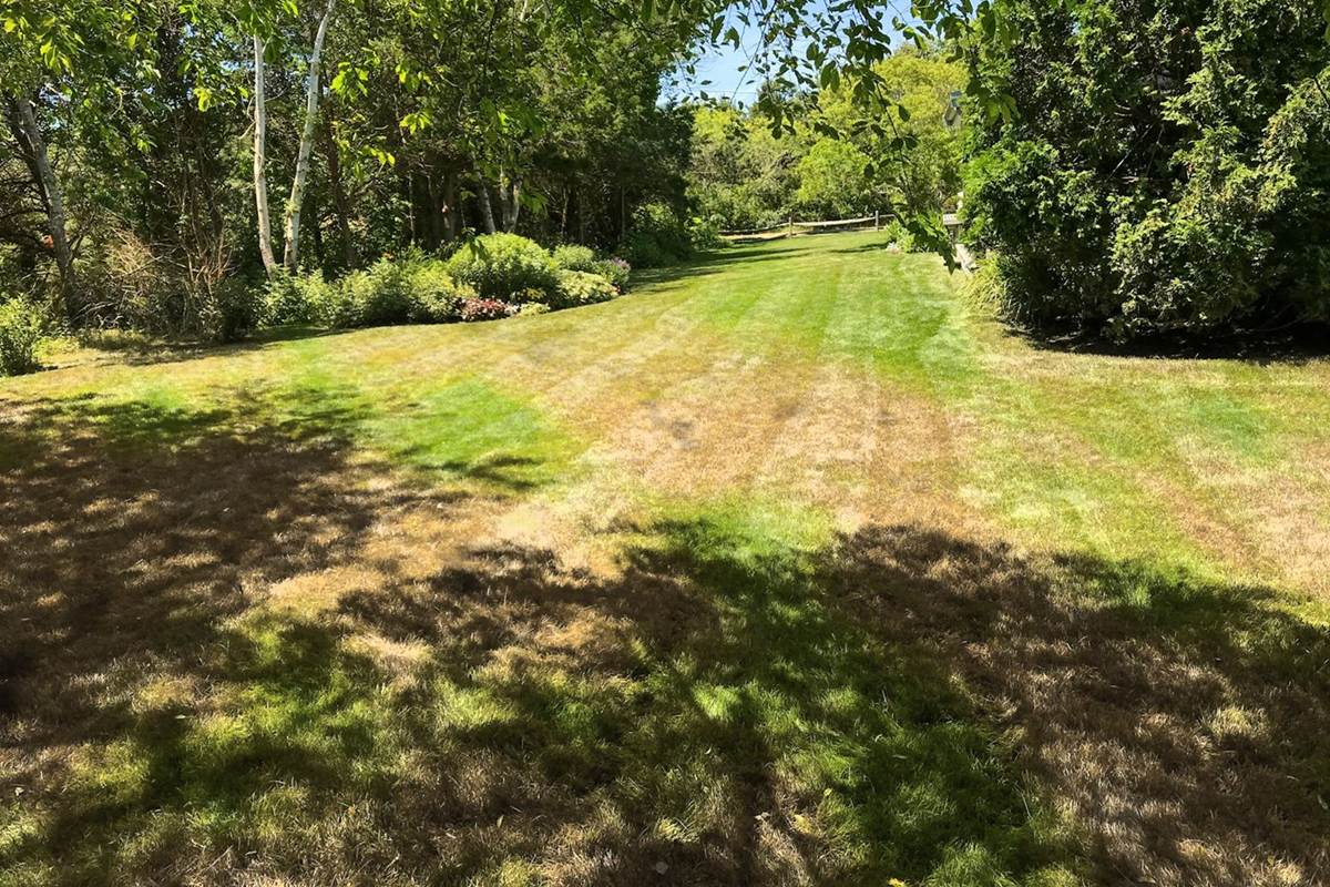 Dry, patchy lawn
